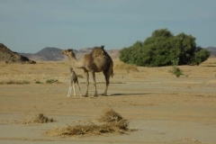 DSCN0706