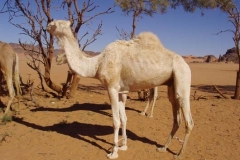 libyen_akakus_04_05_279