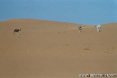 2002_2A