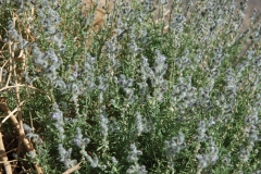 Pflanzen12