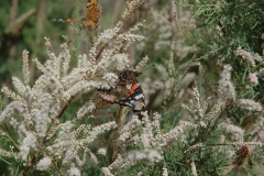Pflanzen23
