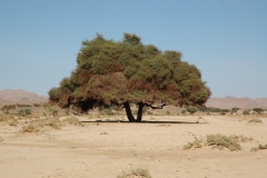 Pflanzen27