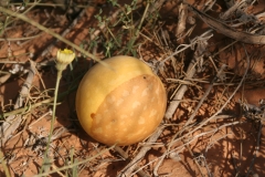 Pflanzen30
