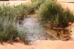 Pflanzen48