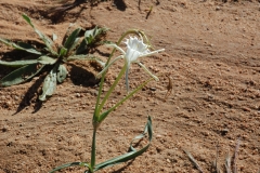 Pflanzen5
