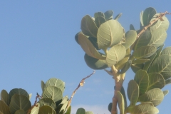 Pflanzen52