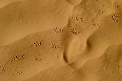 Baerenspuren_ im_ Sand